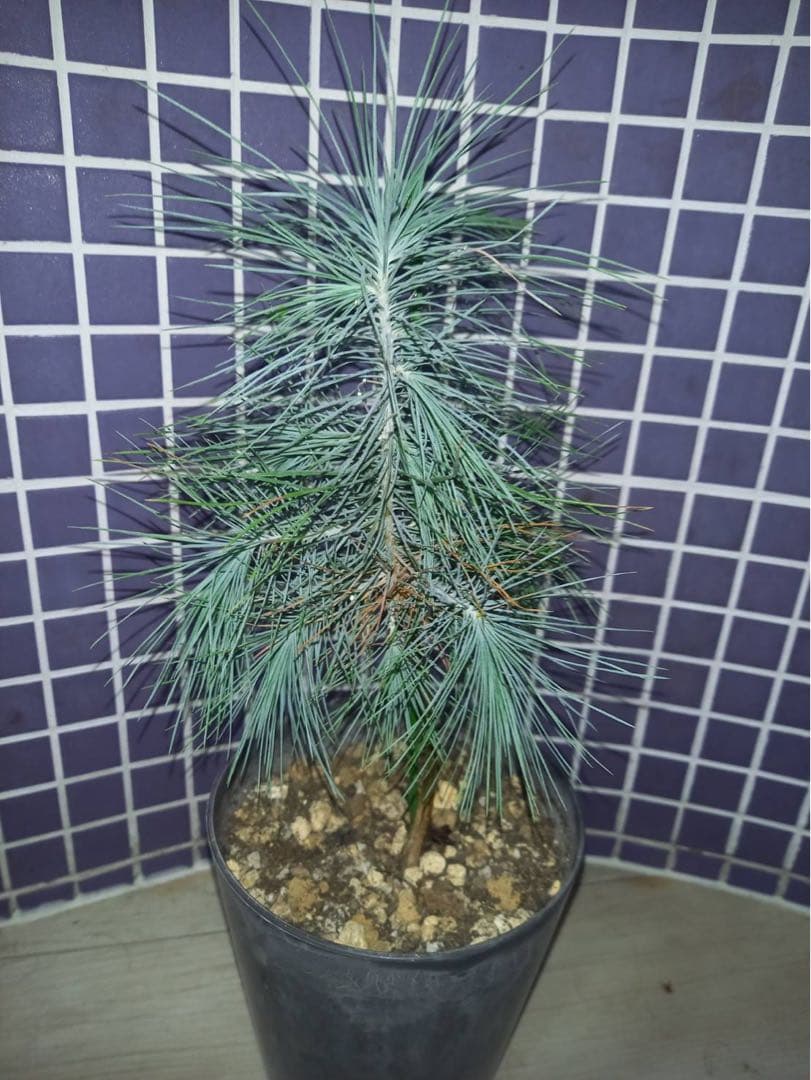 マルチネス ピニョンマツ