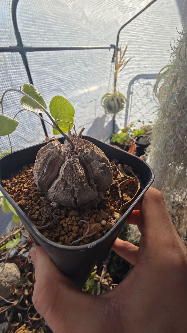 【長谷川園芸】亀甲竜　大きめサイズ