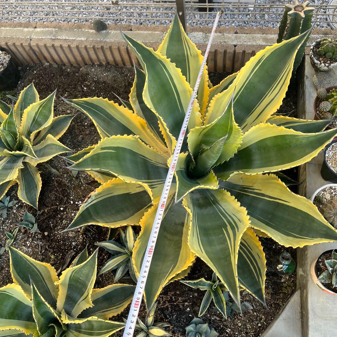 アガベ　サルミアナ　リップルエフェクト　美形・大株　幅92cm