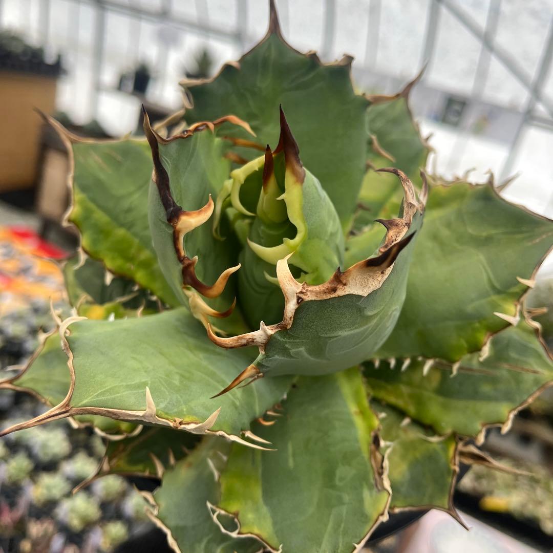 アガベチタノタイラン産斑入り抜き苗発送5号鉢サイズ