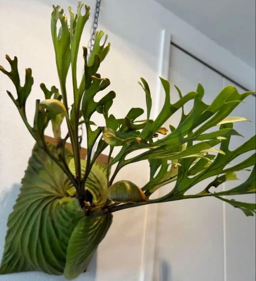 リドレイ　ワイルド　インドネシア産　現地採取株　胞子スプーン付き