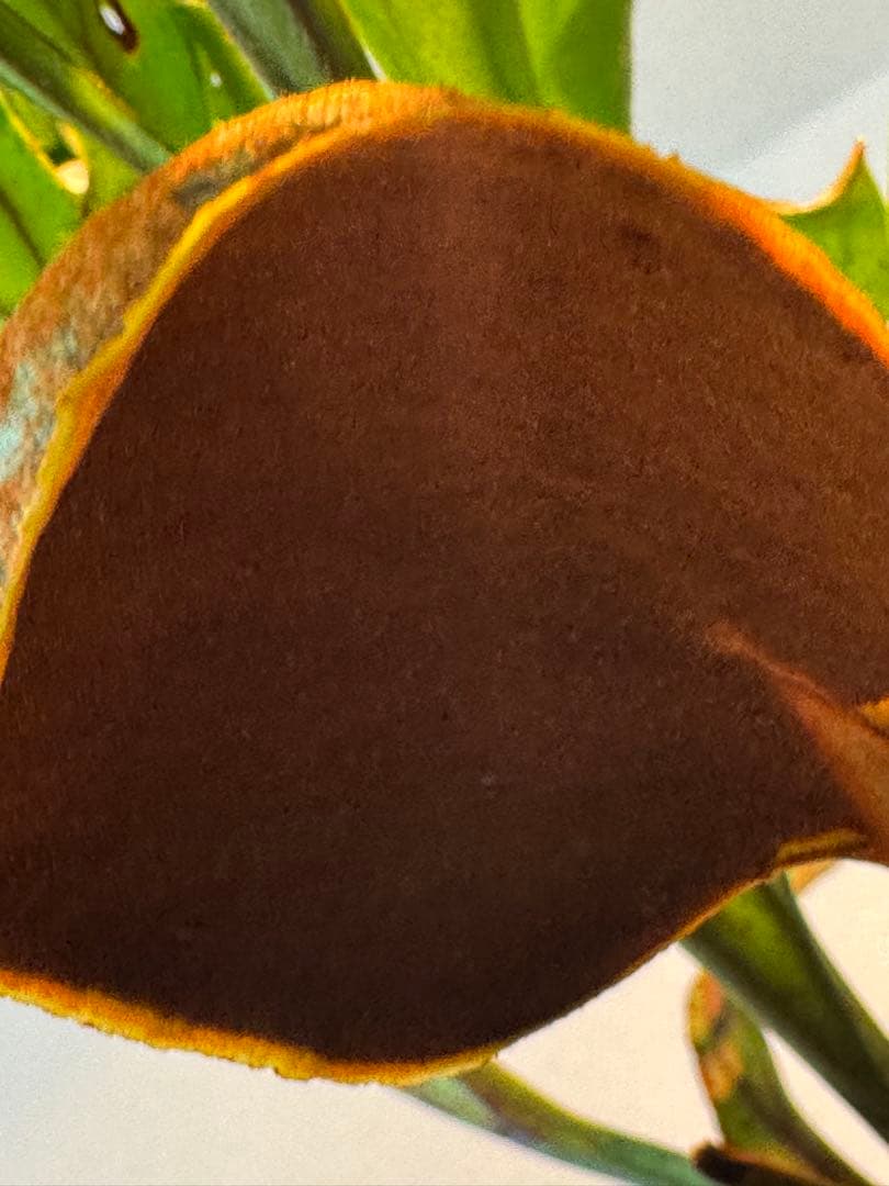 リドレイ　ワイルド　インドネシア産　現地採取株　胞子スプーン付き