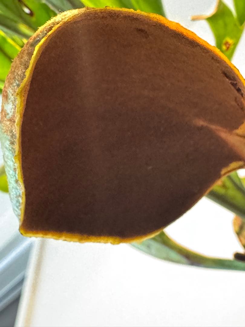 リドレイ　ワイルド　インドネシア産　現地採取株　胞子スプーン付き