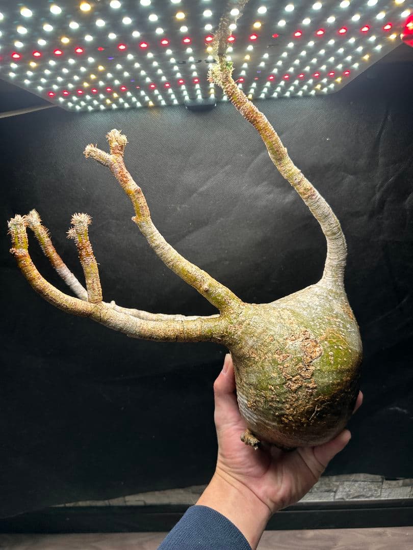 【パキポディウム_グラキリス】グラキリス 現地球 大サイズ 37