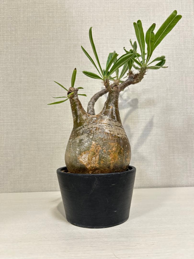 パキポディウム•グラキリス③ 現地球　現地株　発根済み　塊根植物