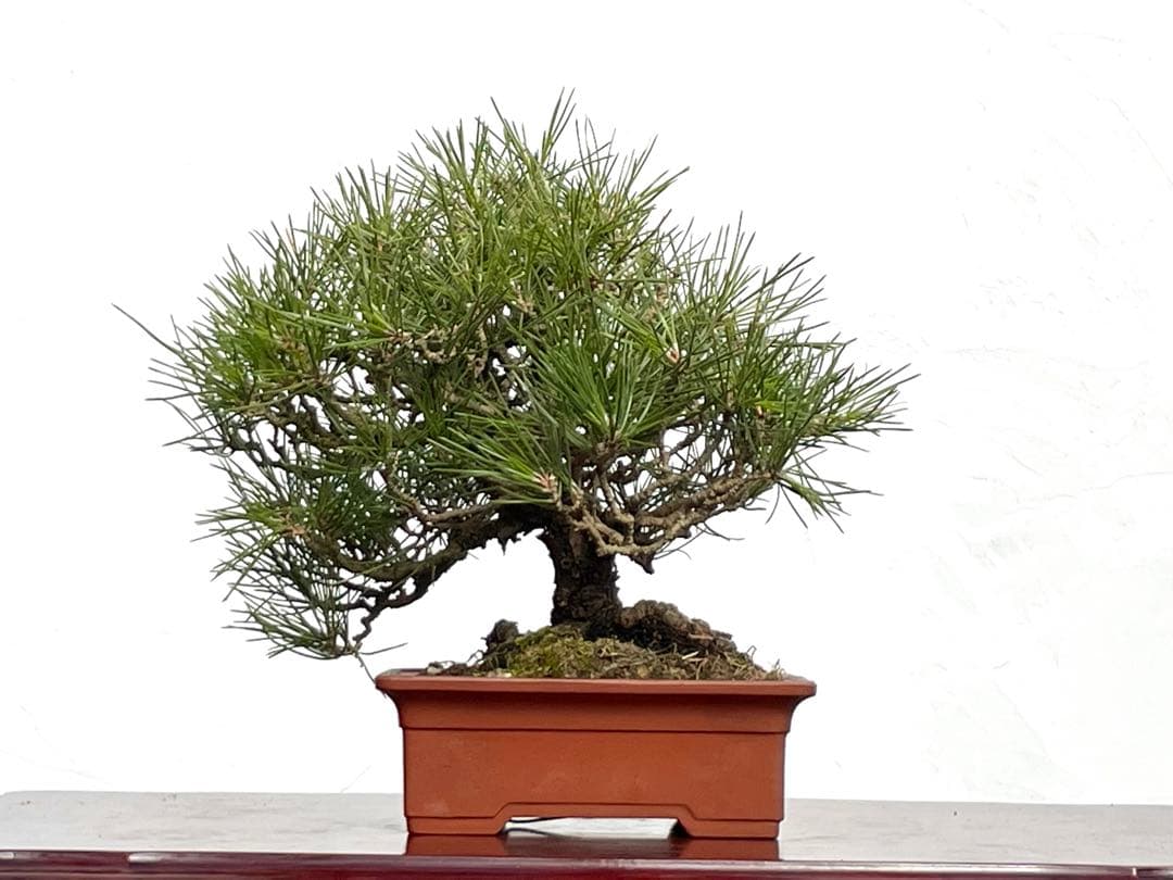 三河盆栽　黒松　盆栽
