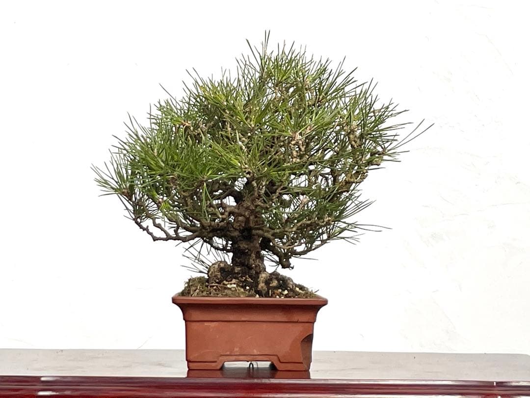 三河盆栽　黒松　盆栽