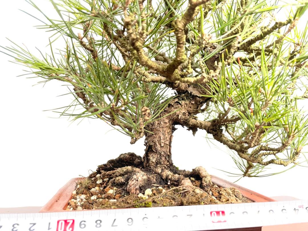 三河盆栽　黒松　盆栽