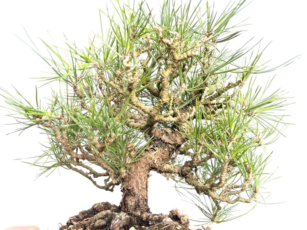 三河盆栽　黒松　盆栽