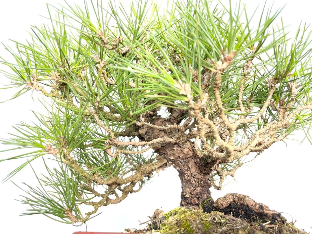 三河盆栽　黒松　盆栽