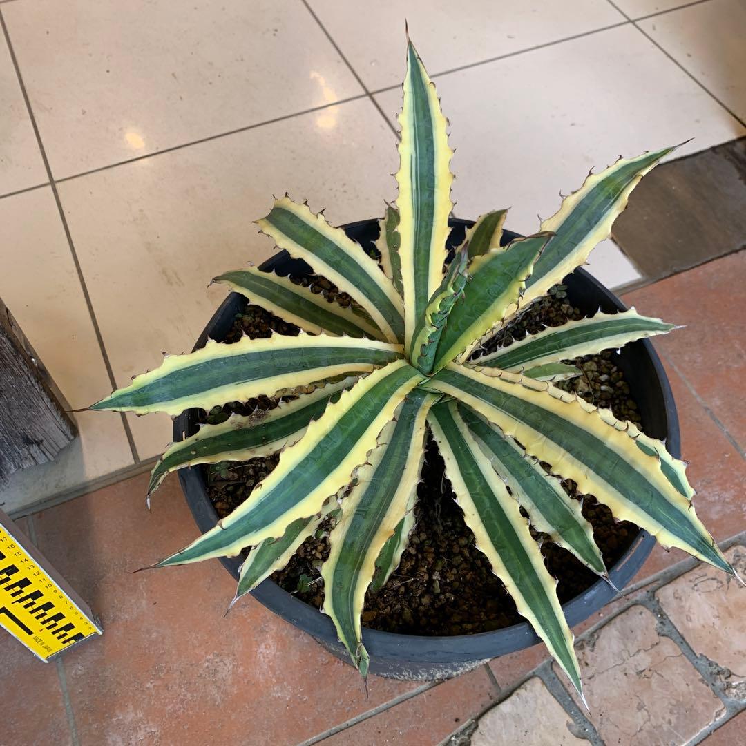 アガベ リギデシマ