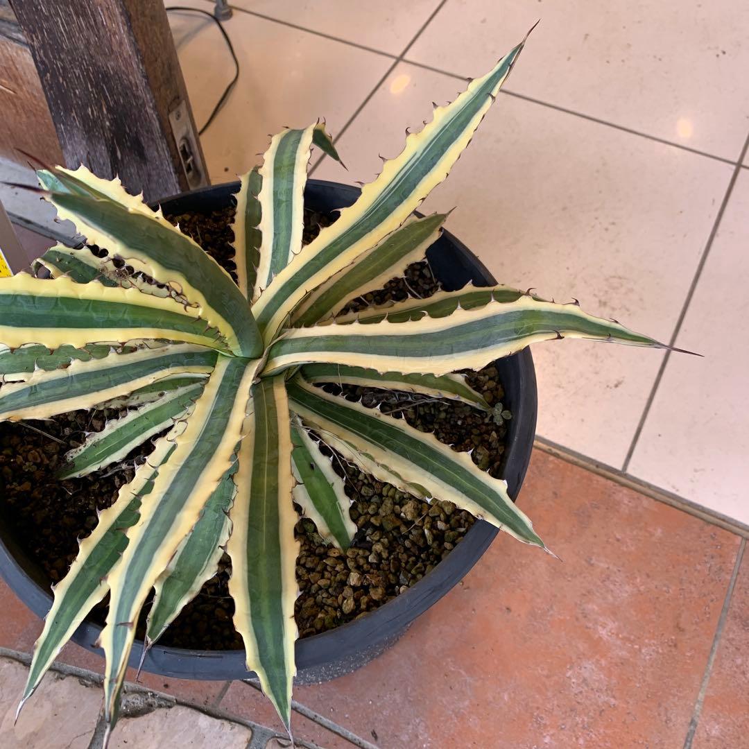 アガベ リギデシマ