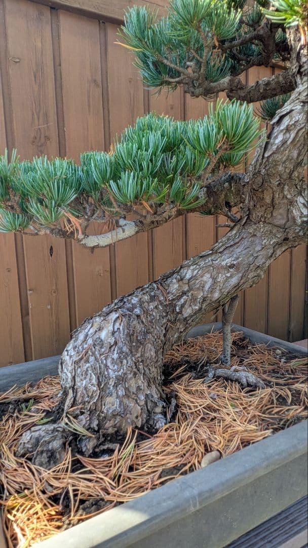 ハ*グ様 福島 五葉松 盆栽