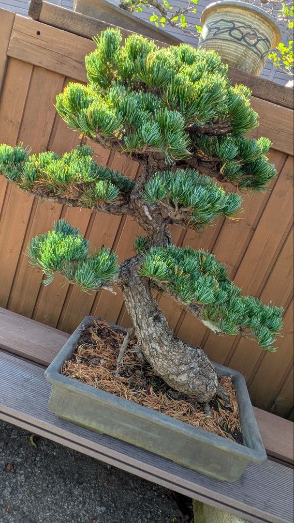 ハ*グ様 福島 五葉松 盆栽