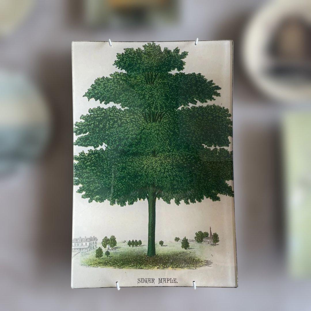 ジョンダリアン　Sugar Maple トレイ