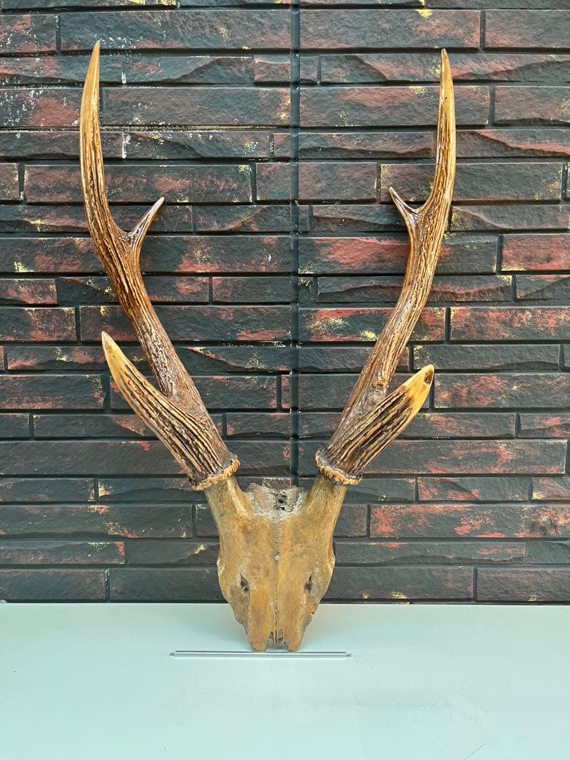 鹿の角 オブジェ インテリア