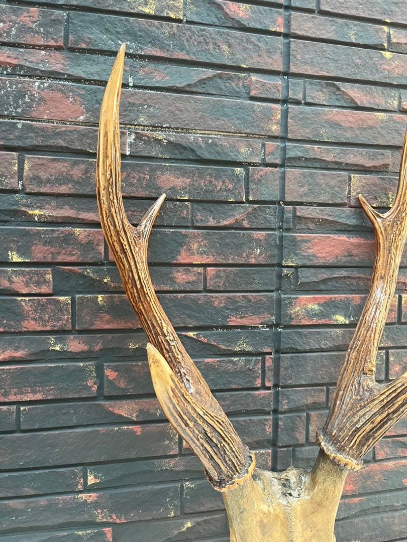 鹿の角 オブジェ インテリア