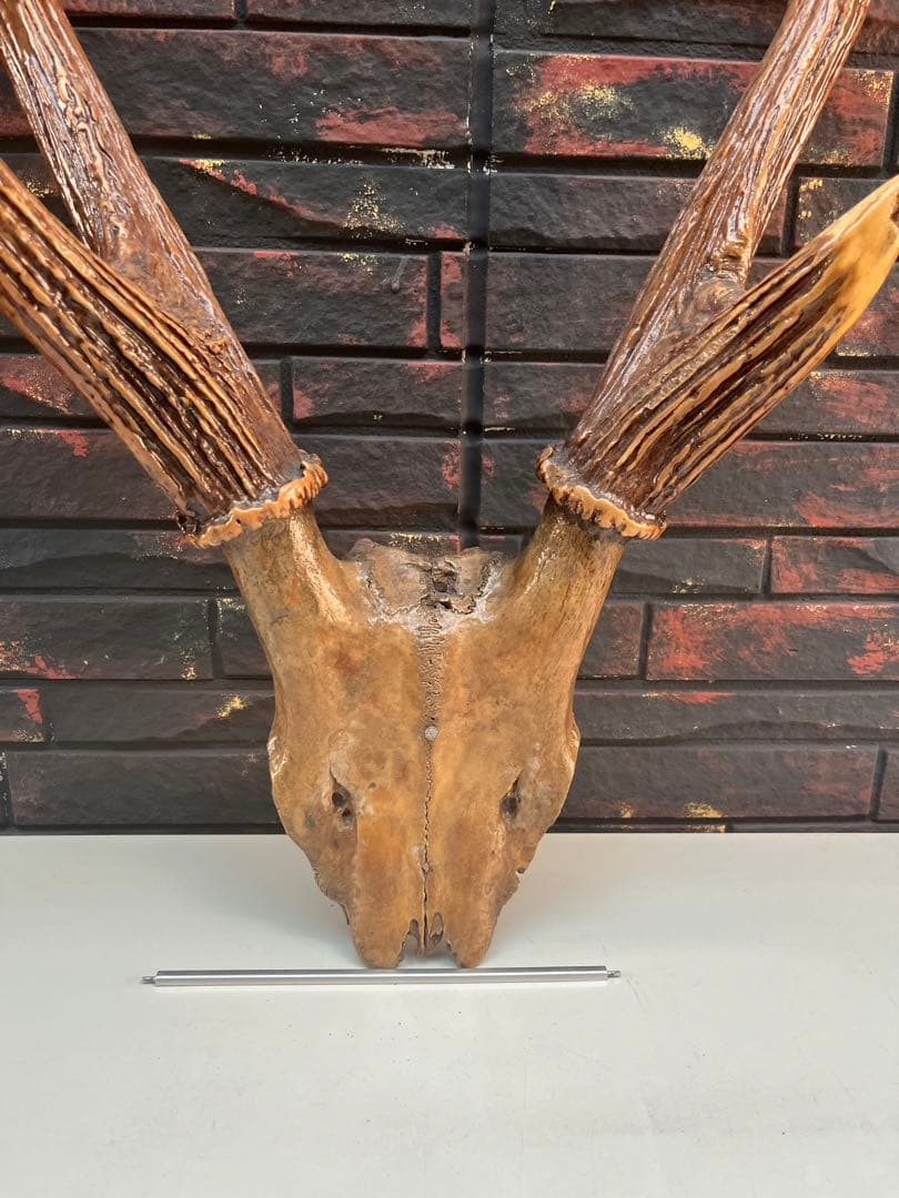 鹿の角 オブジェ インテリア