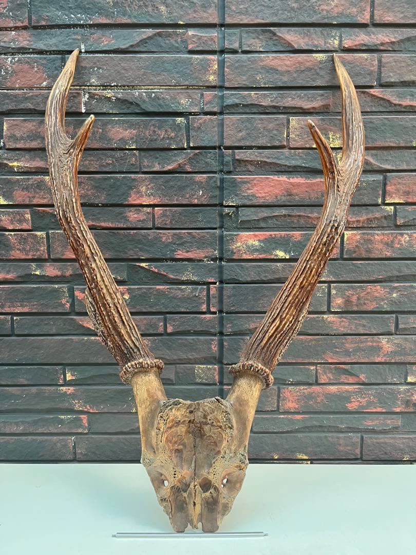 鹿の角 オブジェ インテリア