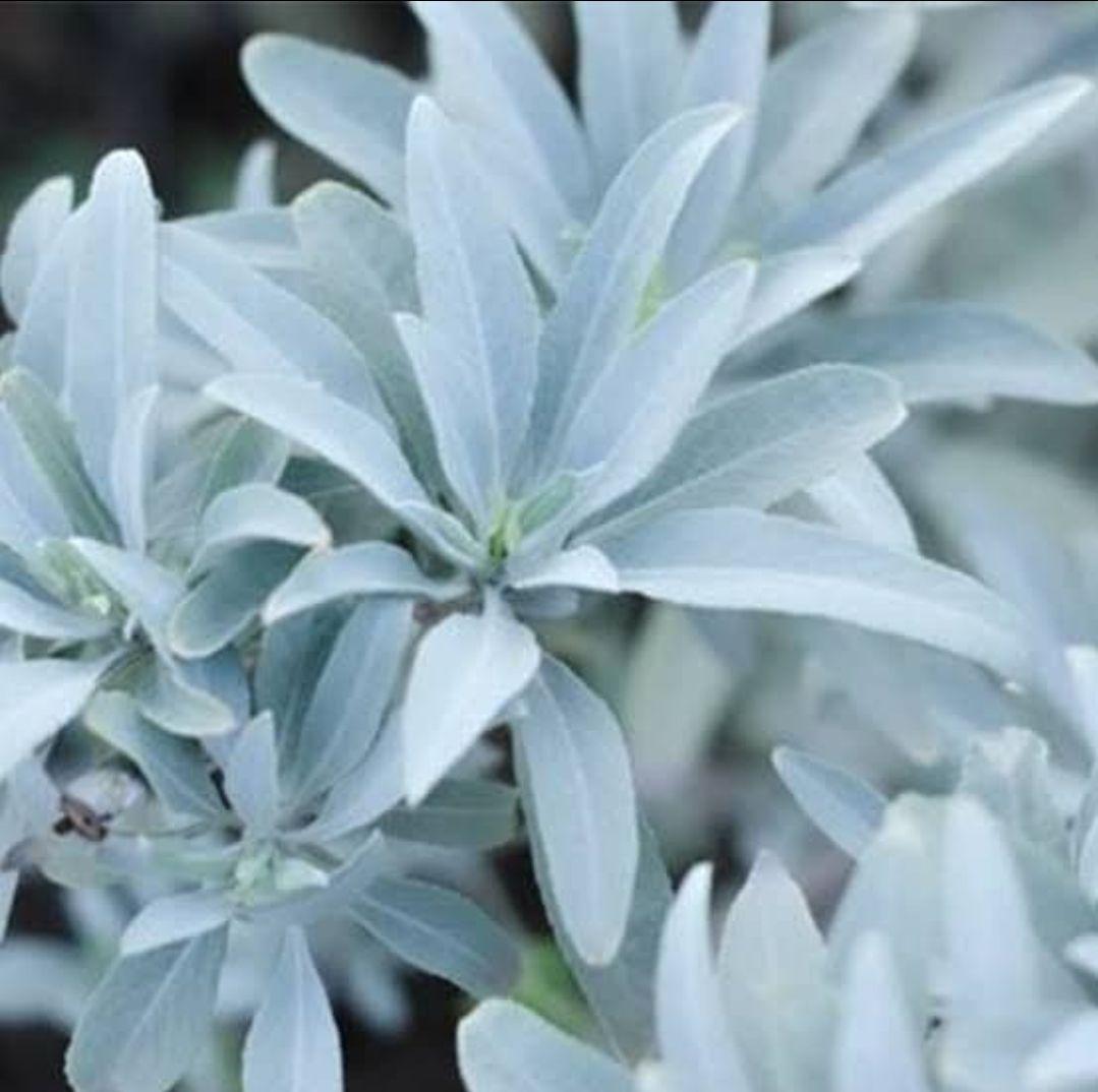 激安価格☆無農薬ホワイトセージ枝付きクラスター1kg箱入りお香浄化業務用価額