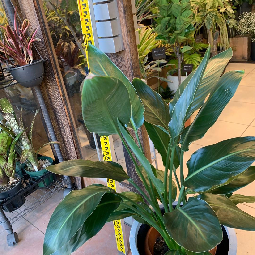 ストレリチア レギネ ファイバー鉢 お皿付き