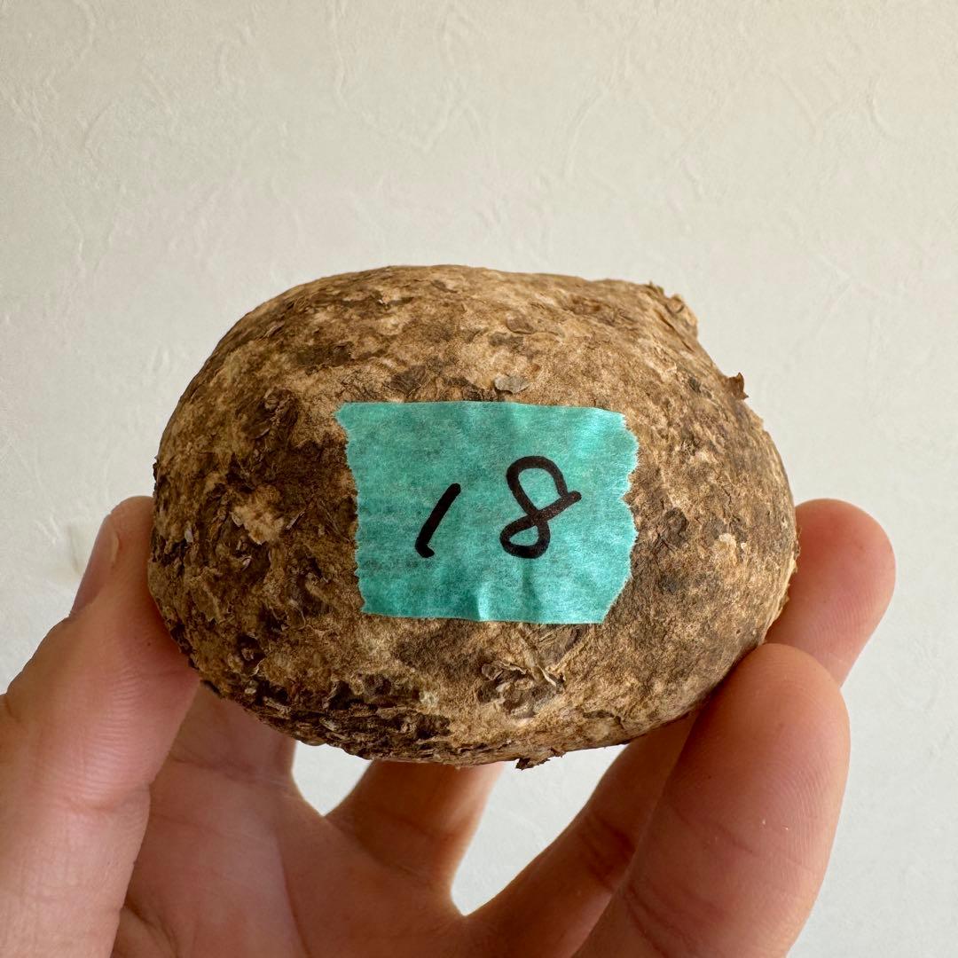 18.アデニア・オバタ 輸入直後ベアルート株　Adenia Ovata