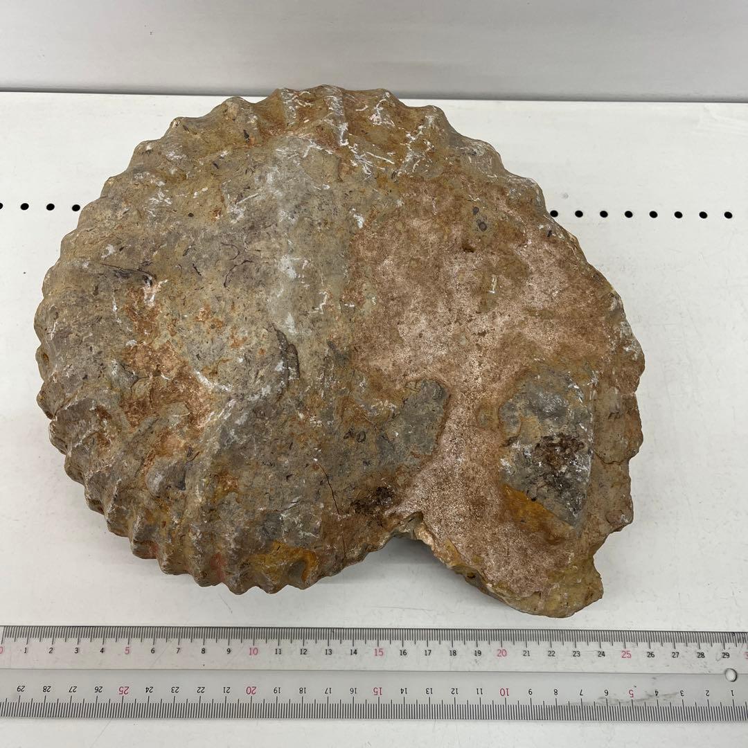 アンモナイト化石