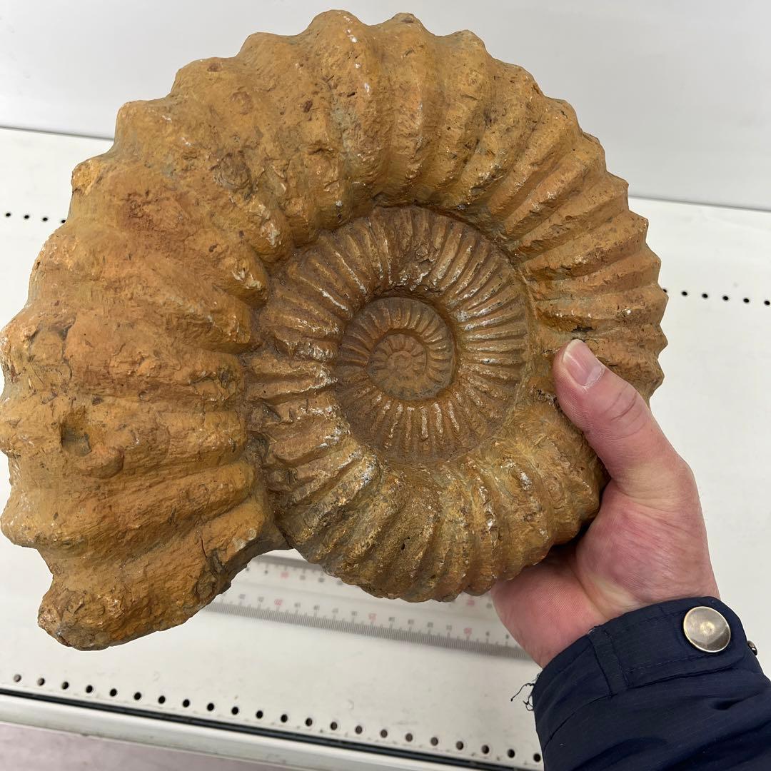 アンモナイト化石