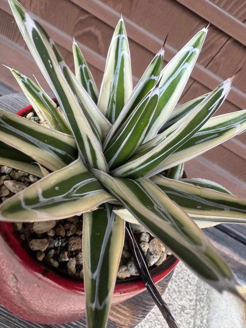 アガベ Agave victoriae-reginae 'Hyouzan' 245