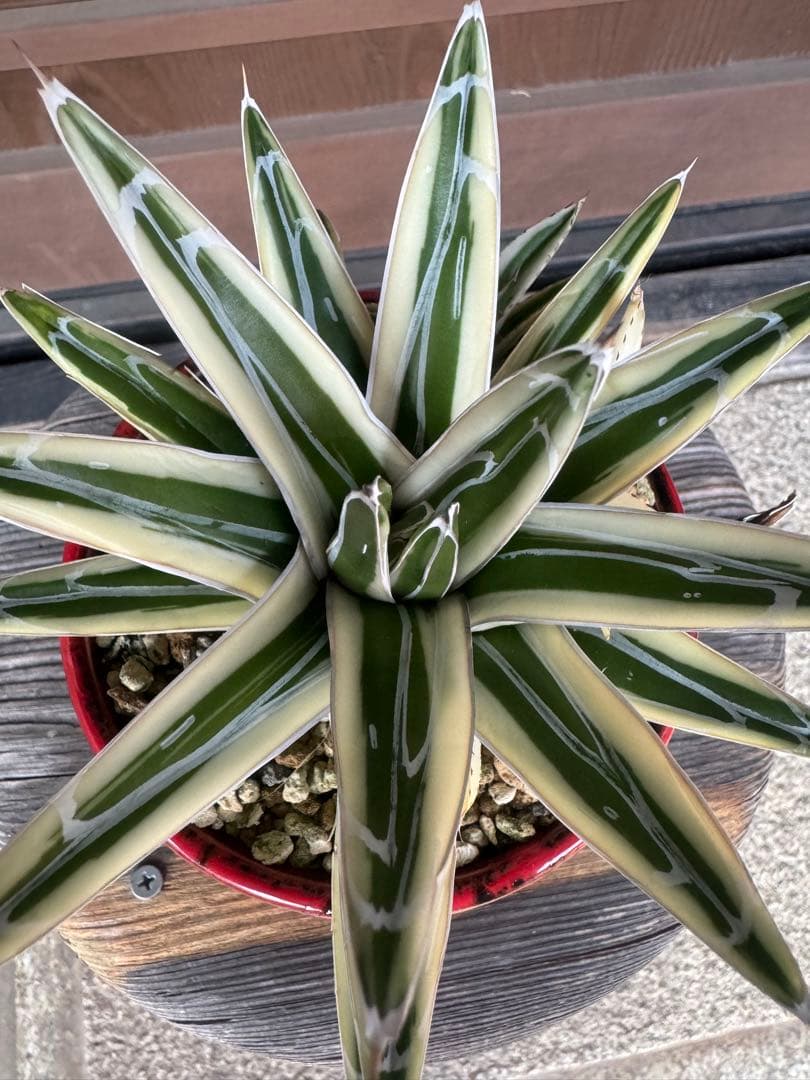 アガベ Agave victoriae-reginae 'Hyouzan' 245