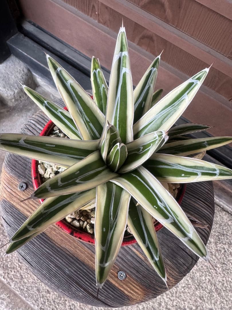 アガベ Agave victoriae-reginae 'Hyouzan' 245