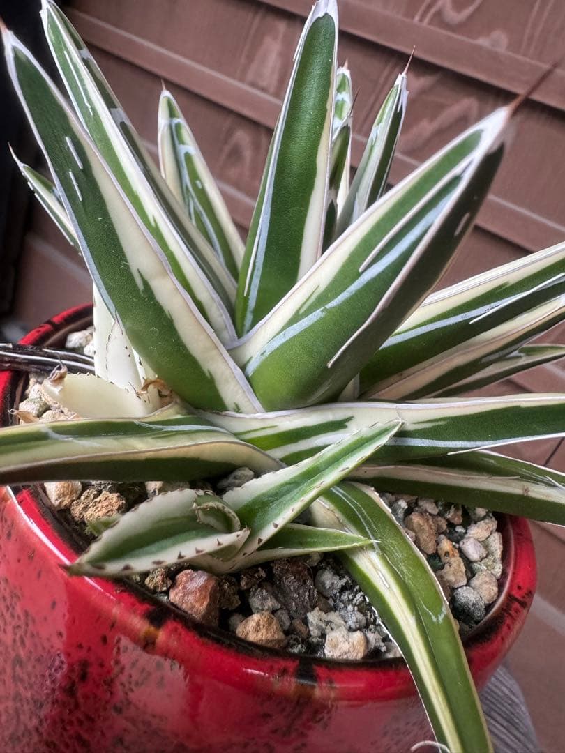 アガベ Agave victoriae-reginae 'Hyouzan' 245