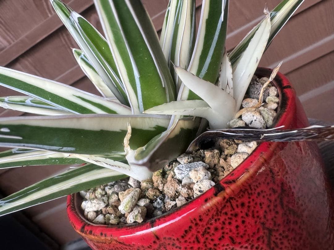 アガベ Agave victoriae-reginae 'Hyouzan' 245