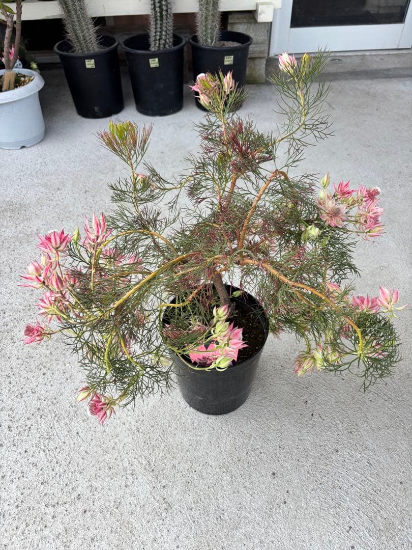 セルリア　プリティーインピンク　8号大株　1