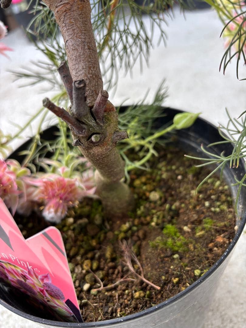 セルリア　プリティーインピンク　8号大株　1