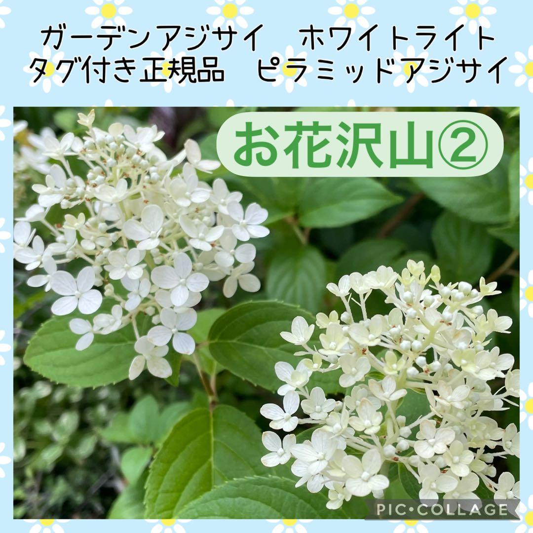 【花苗】②ガーデンあじさい　ホワイトライト　ピラミッドアジサイ　ノリウツギ