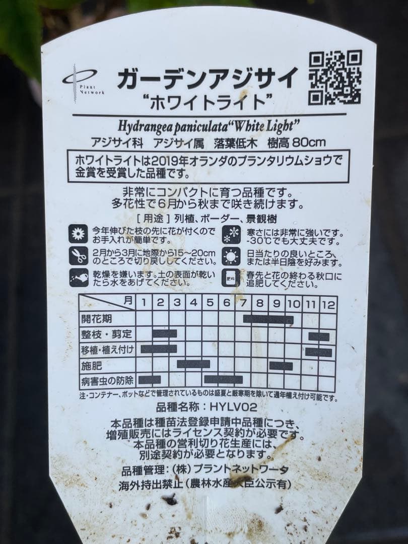 【花苗】②ガーデンあじさい　ホワイトライト　ピラミッドアジサイ　ノリウツギ