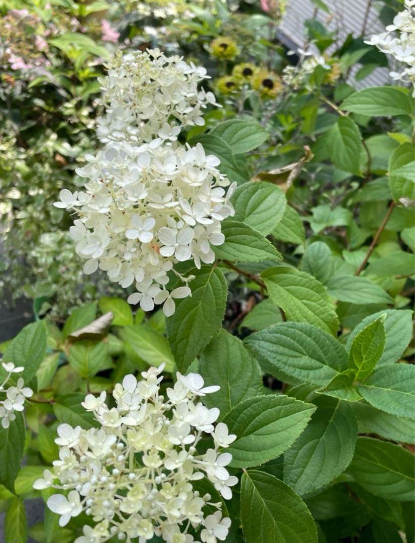 【花苗】②ガーデンあじさい　ホワイトライト　ピラミッドアジサイ　ノリウツギ