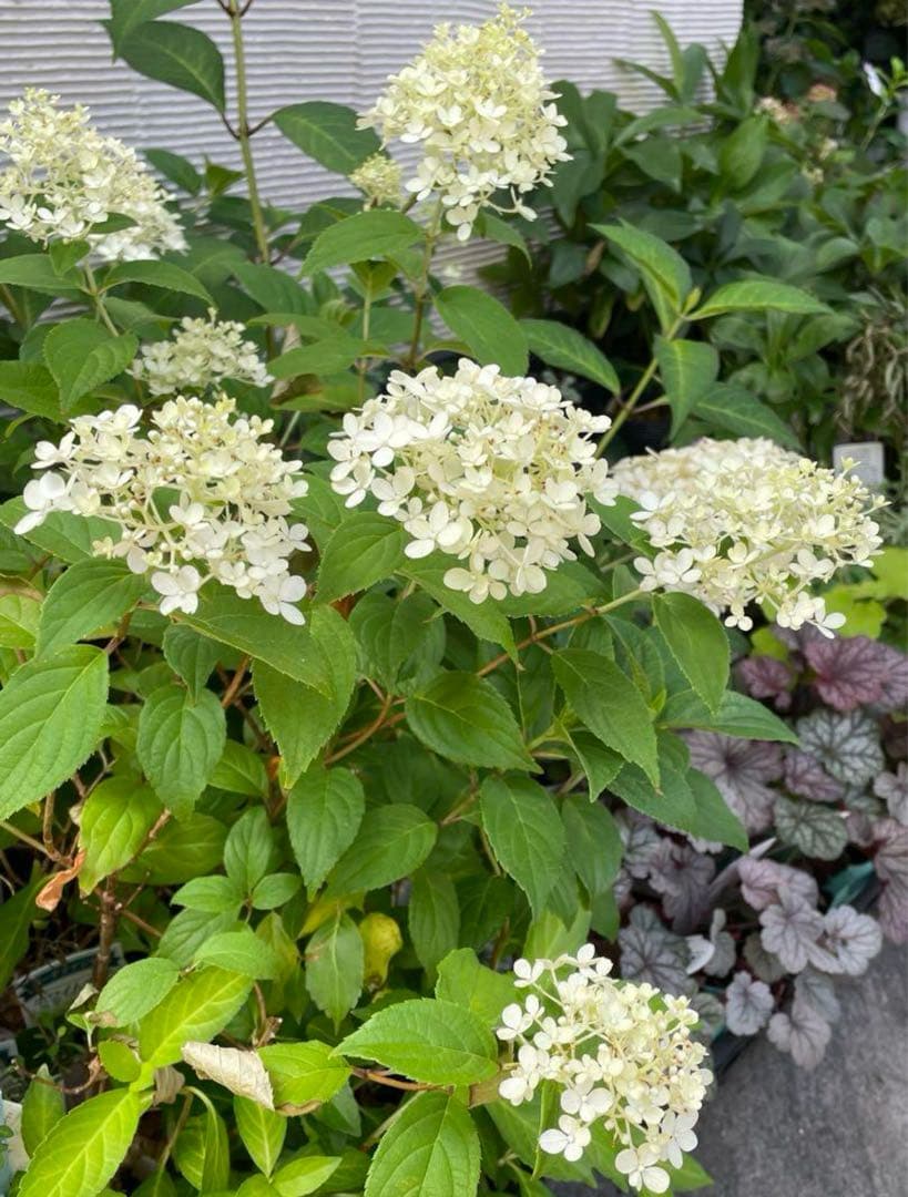 【花苗】②ガーデンあじさい　ホワイトライト　ピラミッドアジサイ　ノリウツギ