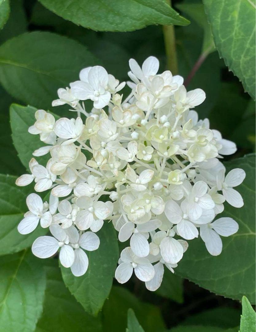 【花苗】②ガーデンあじさい　ホワイトライト　ピラミッドアジサイ　ノリウツギ