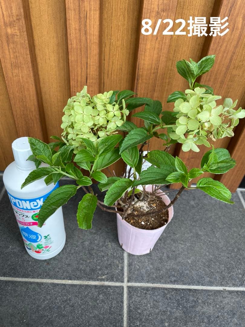 【花苗】②ガーデンあじさい　ホワイトライト　ピラミッドアジサイ　ノリウツギ