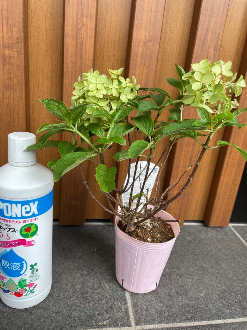 【花苗】②ガーデンあじさい　ホワイトライト　ピラミッドアジサイ　ノリウツギ