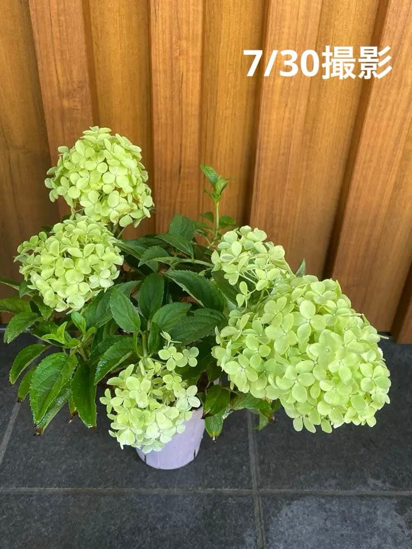 【花苗】②ガーデンあじさい　ホワイトライト　ピラミッドアジサイ　ノリウツギ