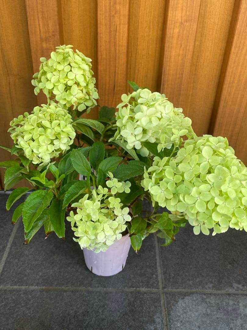 【花苗】②ガーデンあじさい　ホワイトライト　ピラミッドアジサイ　ノリウツギ