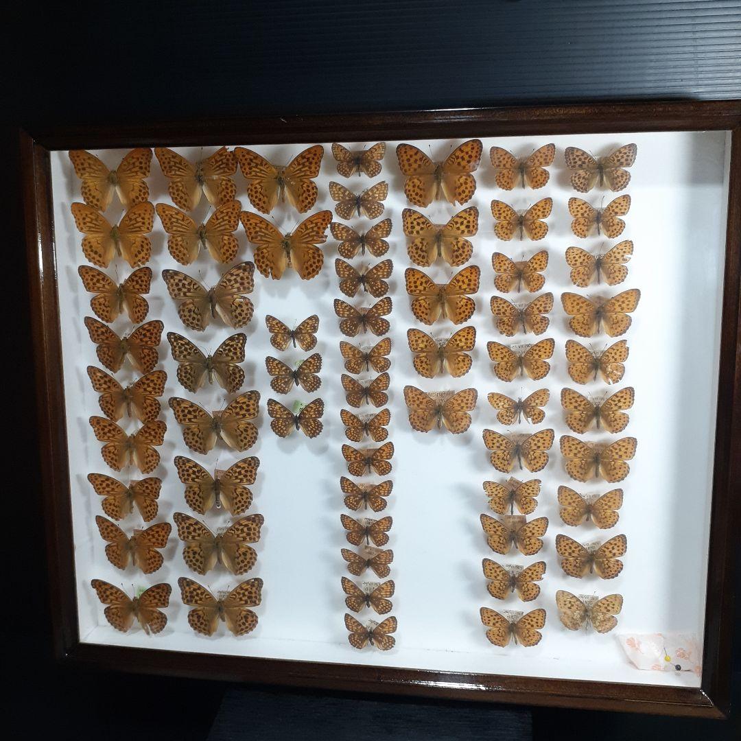 蝶標本　ヒョウモンチョウ類　12種114頭。大型ドイツ標本箱２箱入りセット