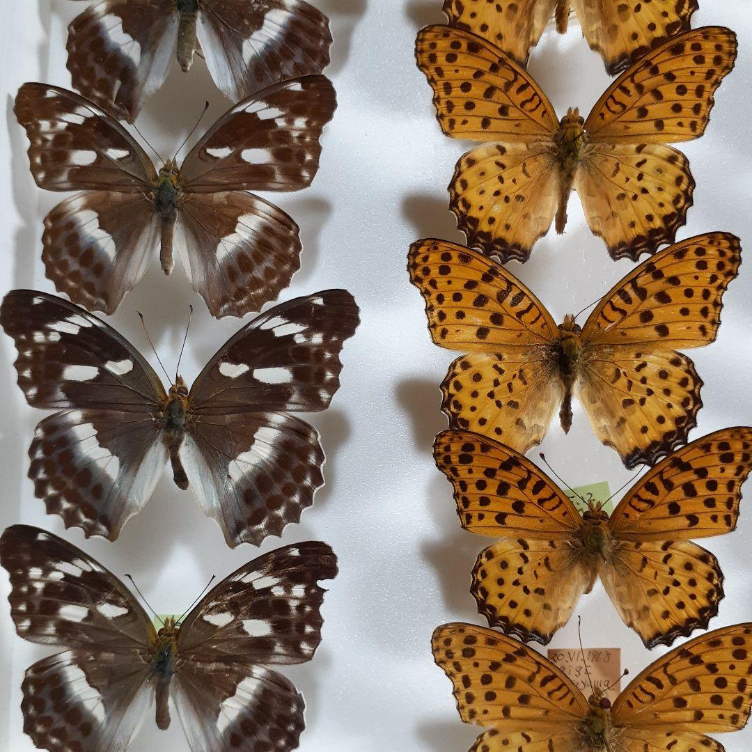 蝶標本　ヒョウモンチョウ類　12種114頭。大型ドイツ標本箱２箱入りセット