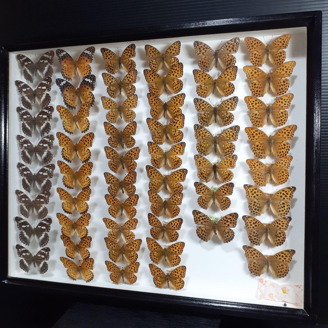蝶標本　ヒョウモンチョウ類　12種114頭。大型ドイツ標本箱２箱入りセット