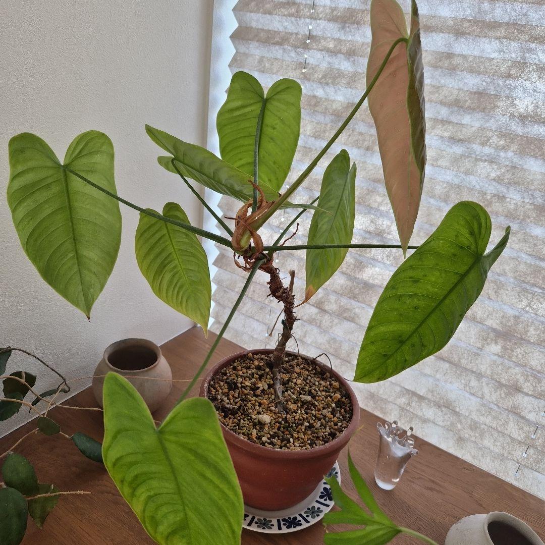 フィロデンドロン テヌー ビカクシダ アンスリウム ベイチー モンステラ