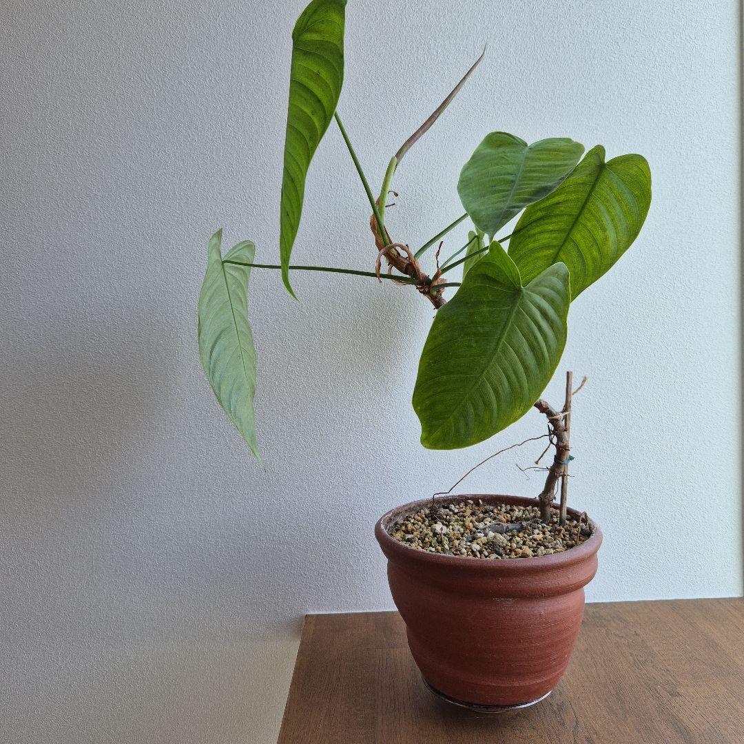 フィロデンドロン テヌー ビカクシダ アンスリウム ベイチー モンステラ