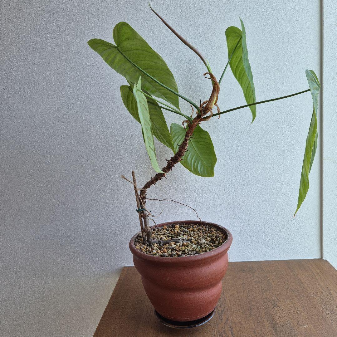 フィロデンドロン テヌー ビカクシダ アンスリウム ベイチー モンステラ